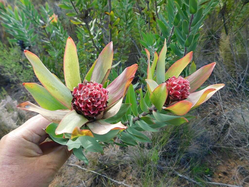 Image of Leucadendron burchellii I. J. M. Williams