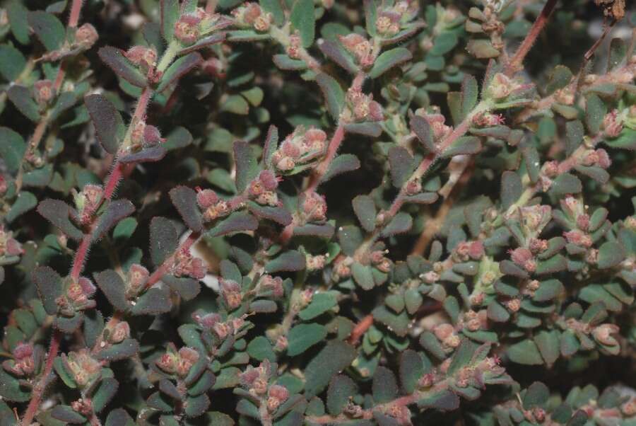 Слика од Euphorbia cozumelensis Millsp.