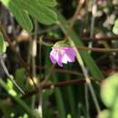 Image of Geranium berteroanum Colla