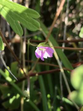 Imagem de Geranium berteroanum Colla