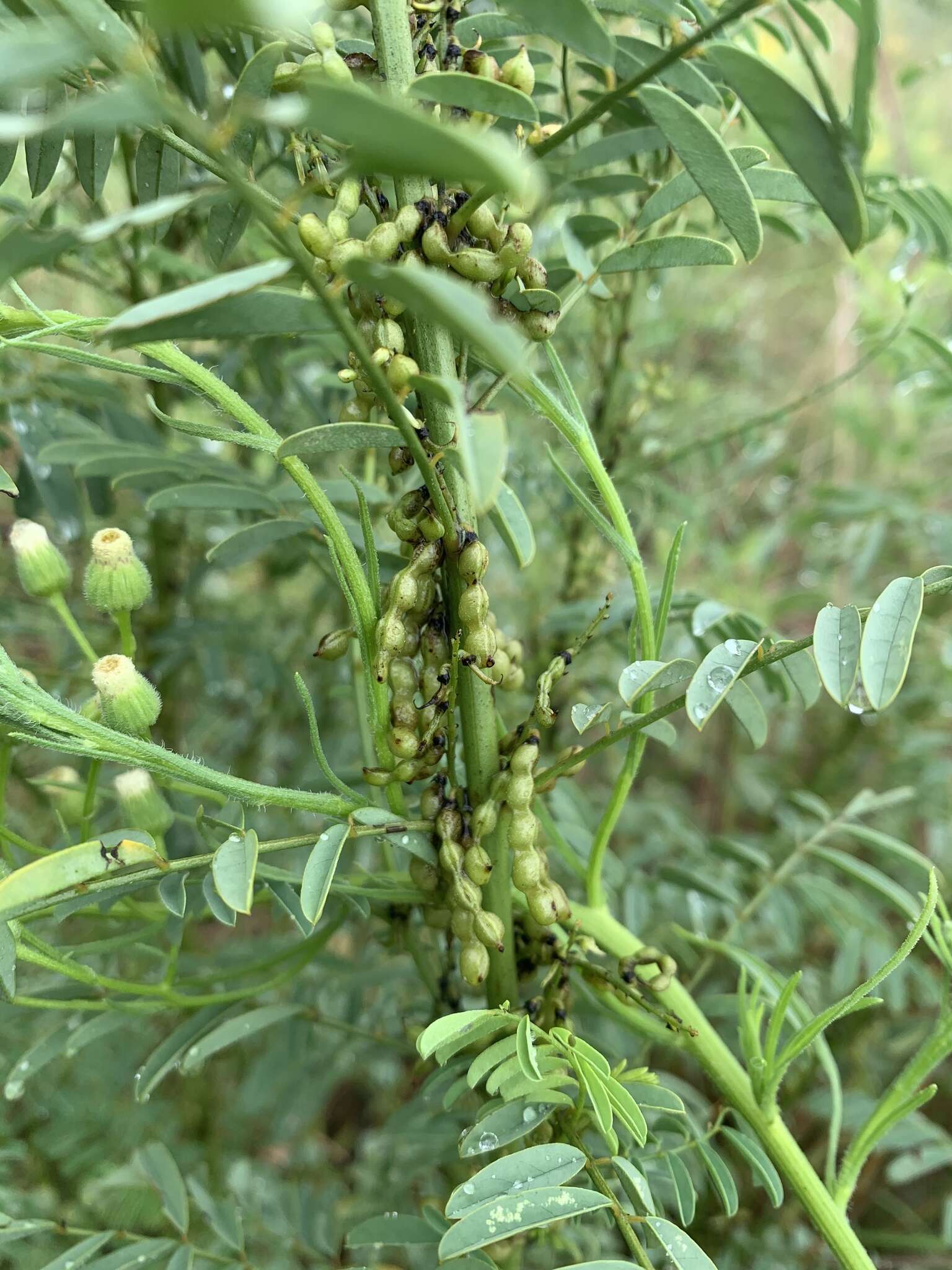 Image of Indigofera cryptantha subsp. cryptantha