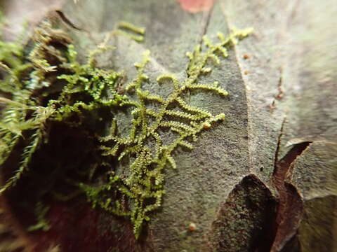 Image of Frullania californica (Austin ex Underw.) A. Evans