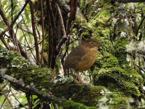 Image of Tawny Antpitta