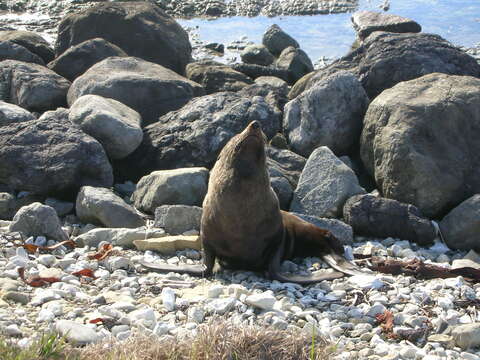 Image of Antipodean Fur Seal