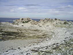 Image of Antipodean Fur Seal