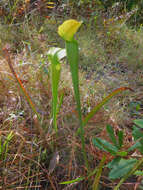 Image of Yellow Trumpets