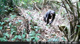 Image of central chimpanzee