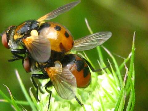 Image of tachinid flies