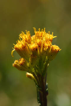 Imagem de Senecio hydrophiloides Rydb.