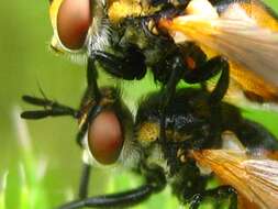 Image of tachinid flies