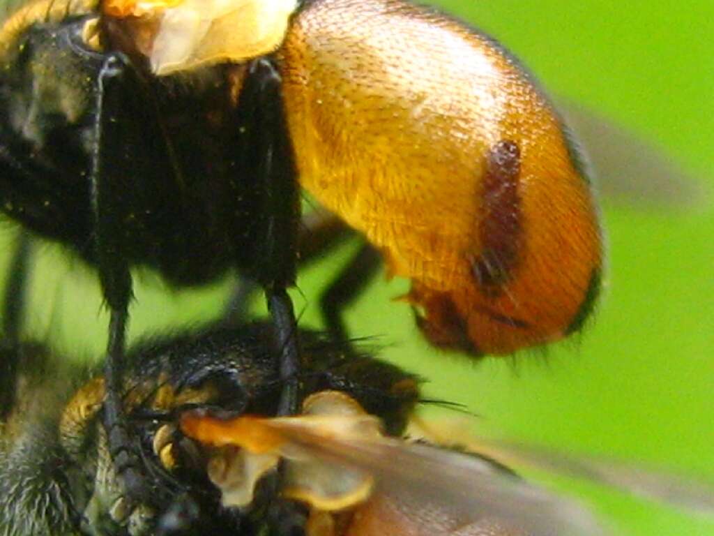 Image of tachinid flies