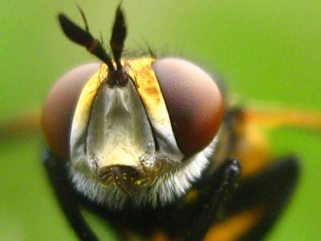 Image of tachinid flies