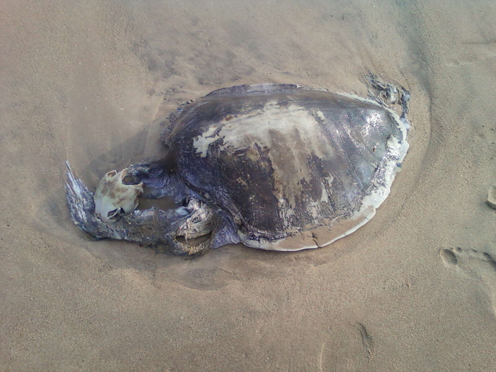 Image of Ridley sea turtles