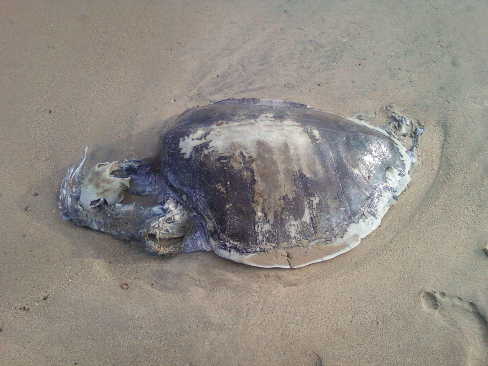 Image of Ridley sea turtles