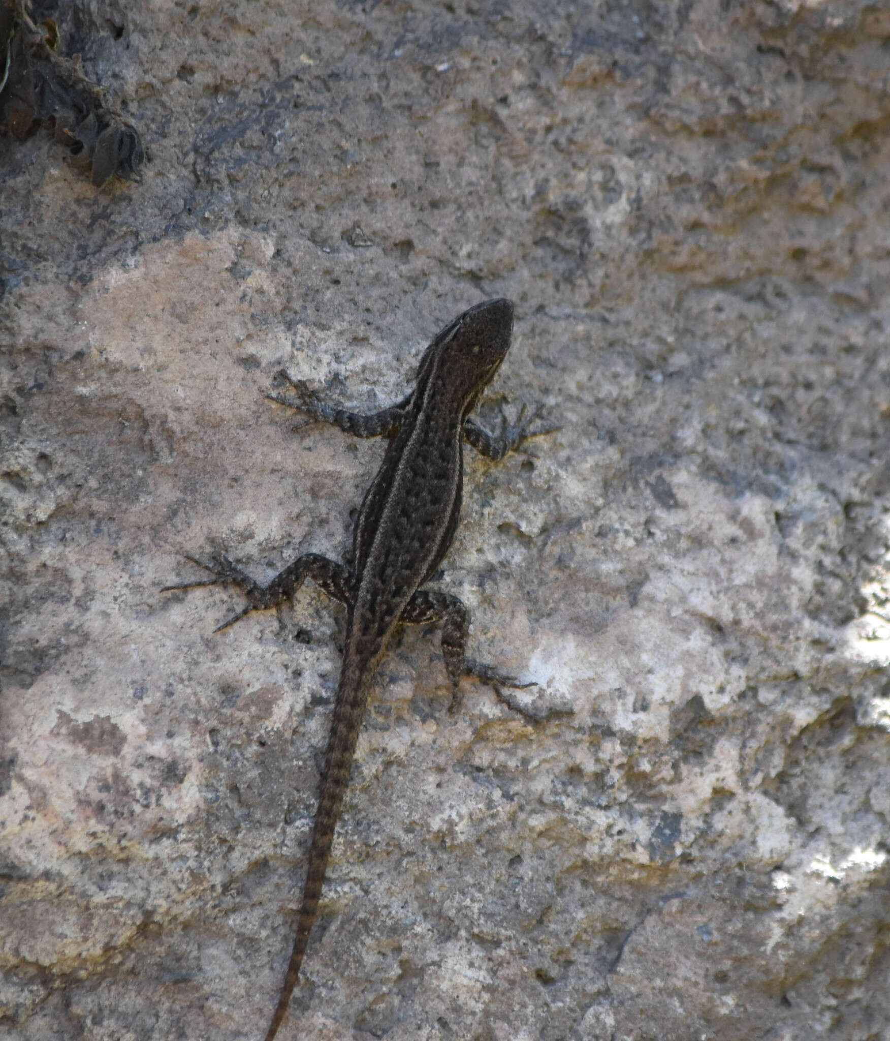 Sceloporus megalepidurus Smith 1934 resmi