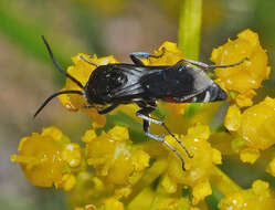 صورة Pseudopompilus humboldti (Dahlbom 1845)