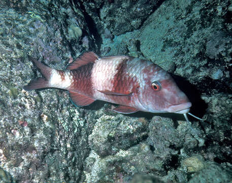 Image of Doublebar goatfish