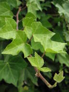 Image of English ivy