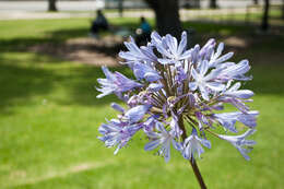 Imagem de Agapanthus africanus (L.) Hoffmanns.