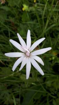 Image of Podospermum roseum (Waldst. & Kit.) Gemeinholzer & Greuter