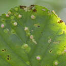 Imagem de Eriophyes laevis