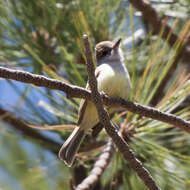 Image of Dusky-capped Flycatcher