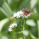 Image of Euphydryas editha