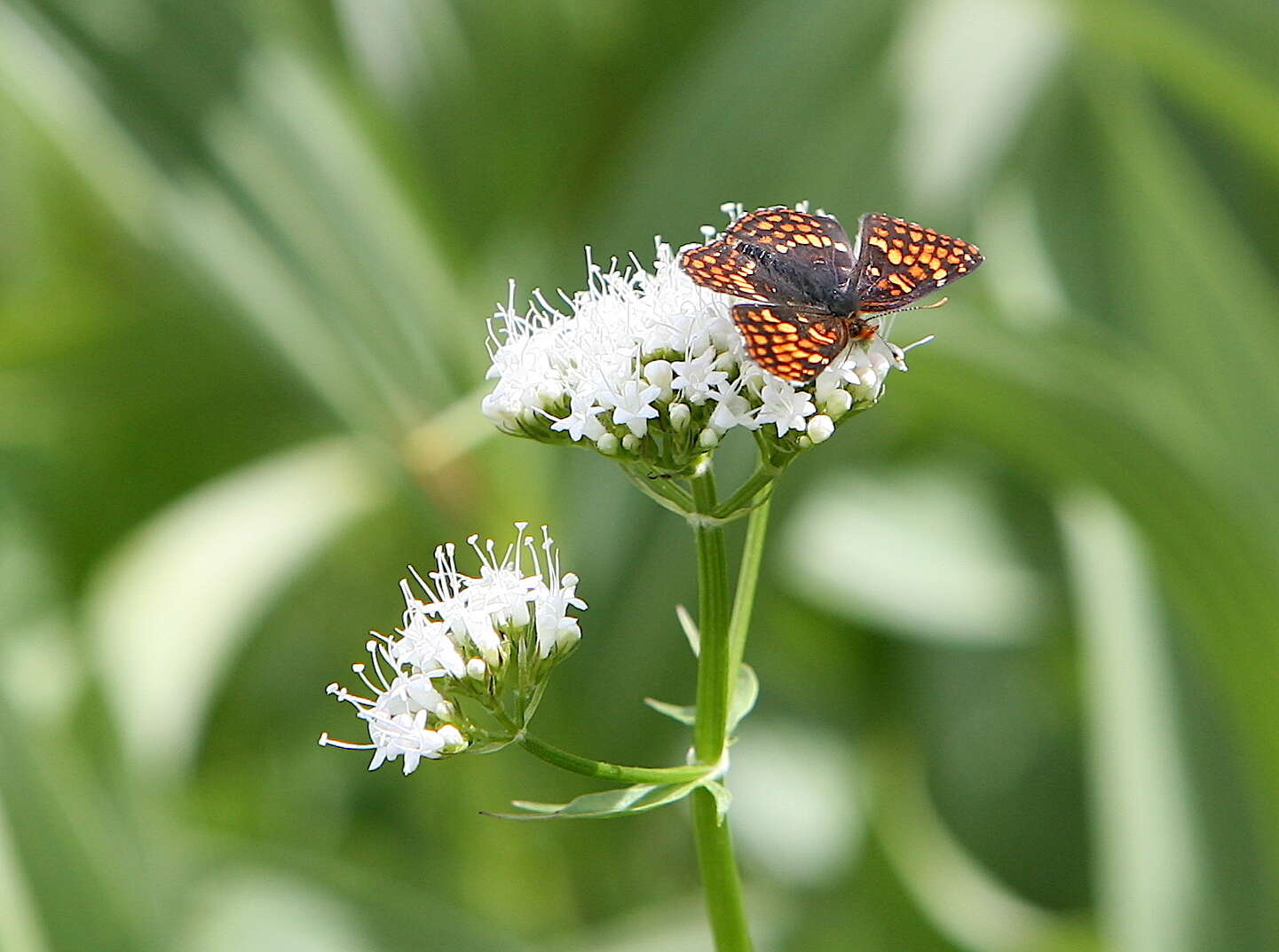 Image of Euphydryas editha