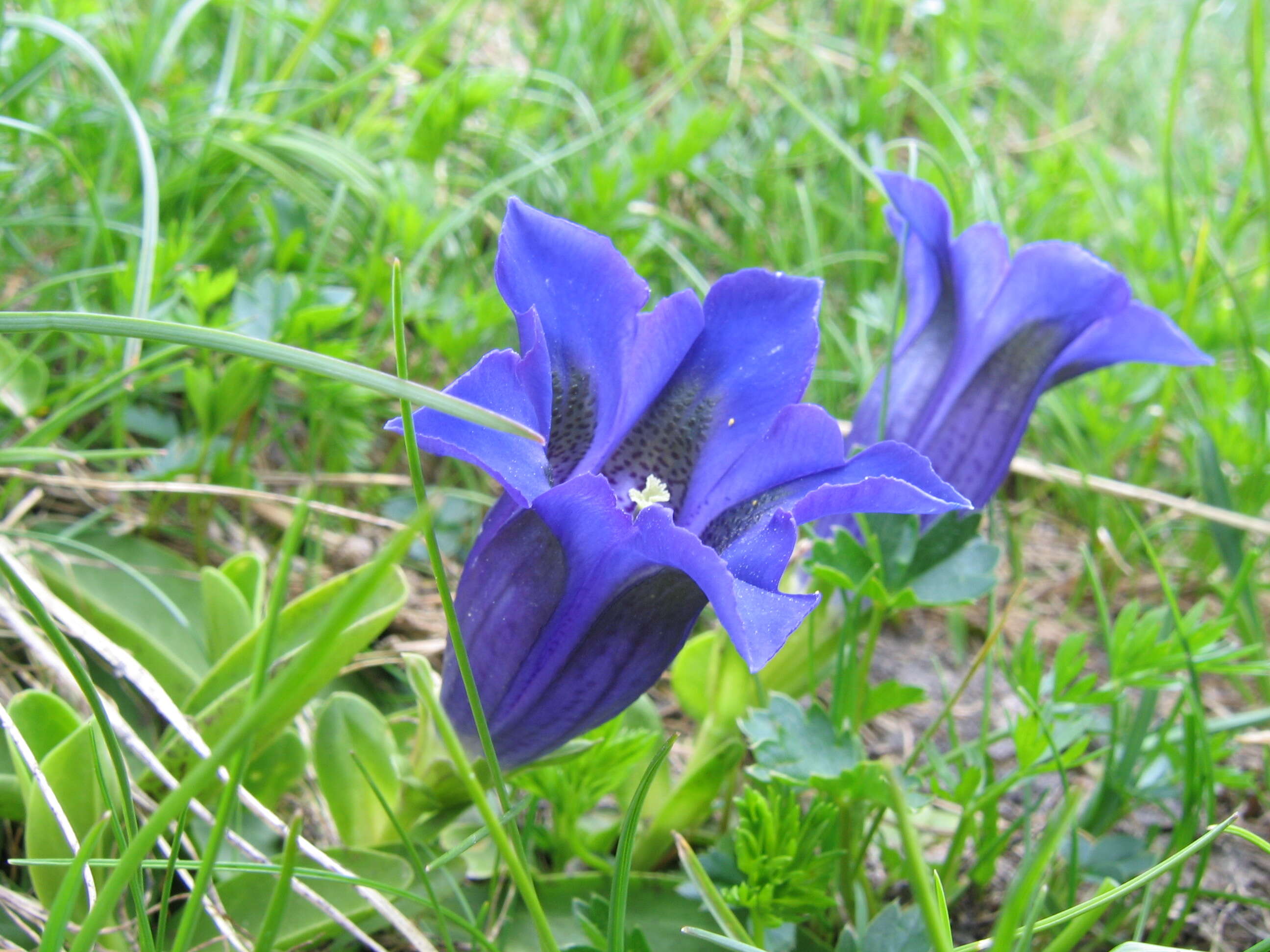 Image of Stemless Gentian