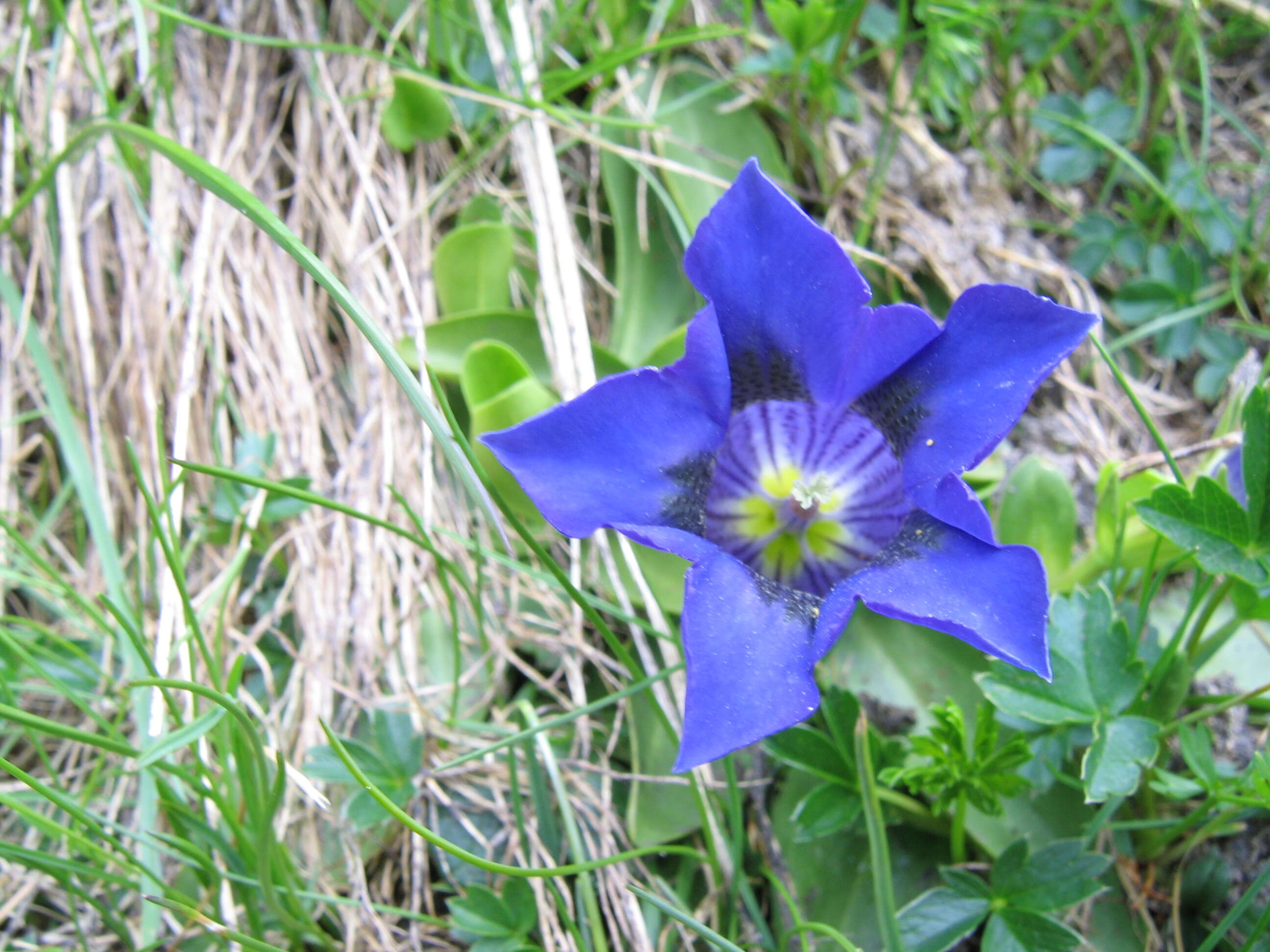 Image of Stemless Gentian