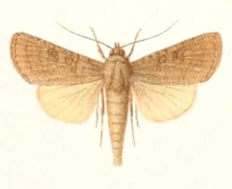 Sivun Spodoptera litura Fabricius 1775 kuva