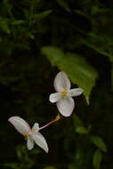 Слика од Begonia dioica Buch.-Ham. ex D. Don