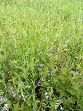 صورة Stellaria hebecalyx Fenzl