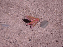 Image of elephant hawk-moth