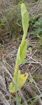 Image of Pterygodium cleistogamum (Bolus) Schltr.