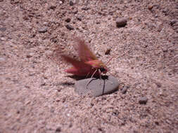 Image of elephant hawk-moth