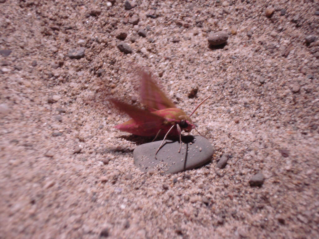 Image of elephant hawk-moth