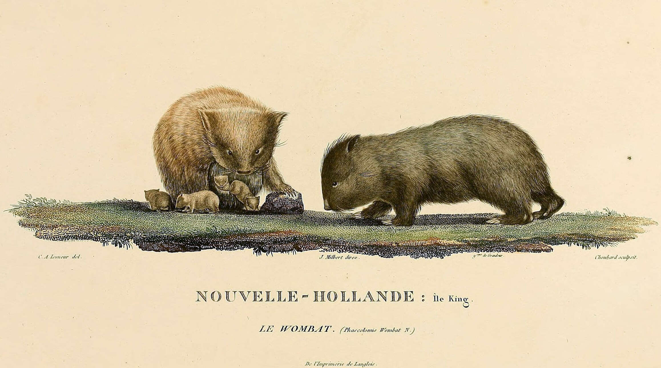 Image of Bare-nosed Wombats