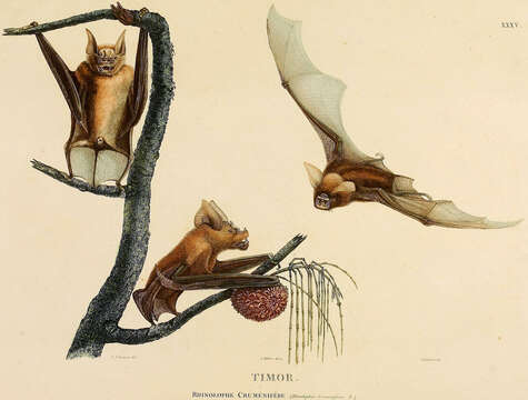 Image of leaf-nosed bats and relatives