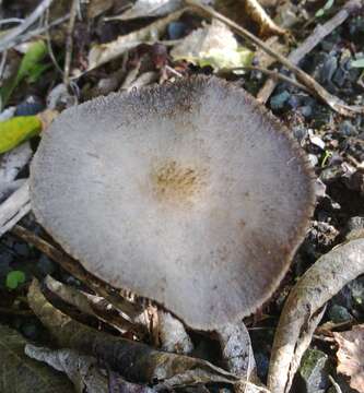 Image de Psathyrella asperospora (Cleland) Guzmán, Bandala & Montoya 1991