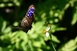 Euploea mulciber barsine Fruhstorfer 1904的圖片