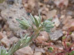 Image of woollyhead neststraw
