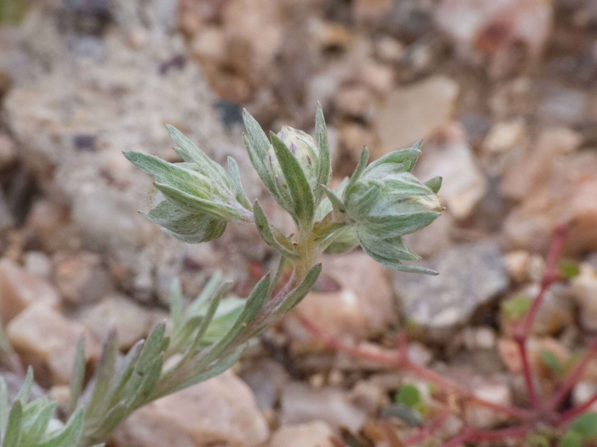 Image of woollyhead neststraw