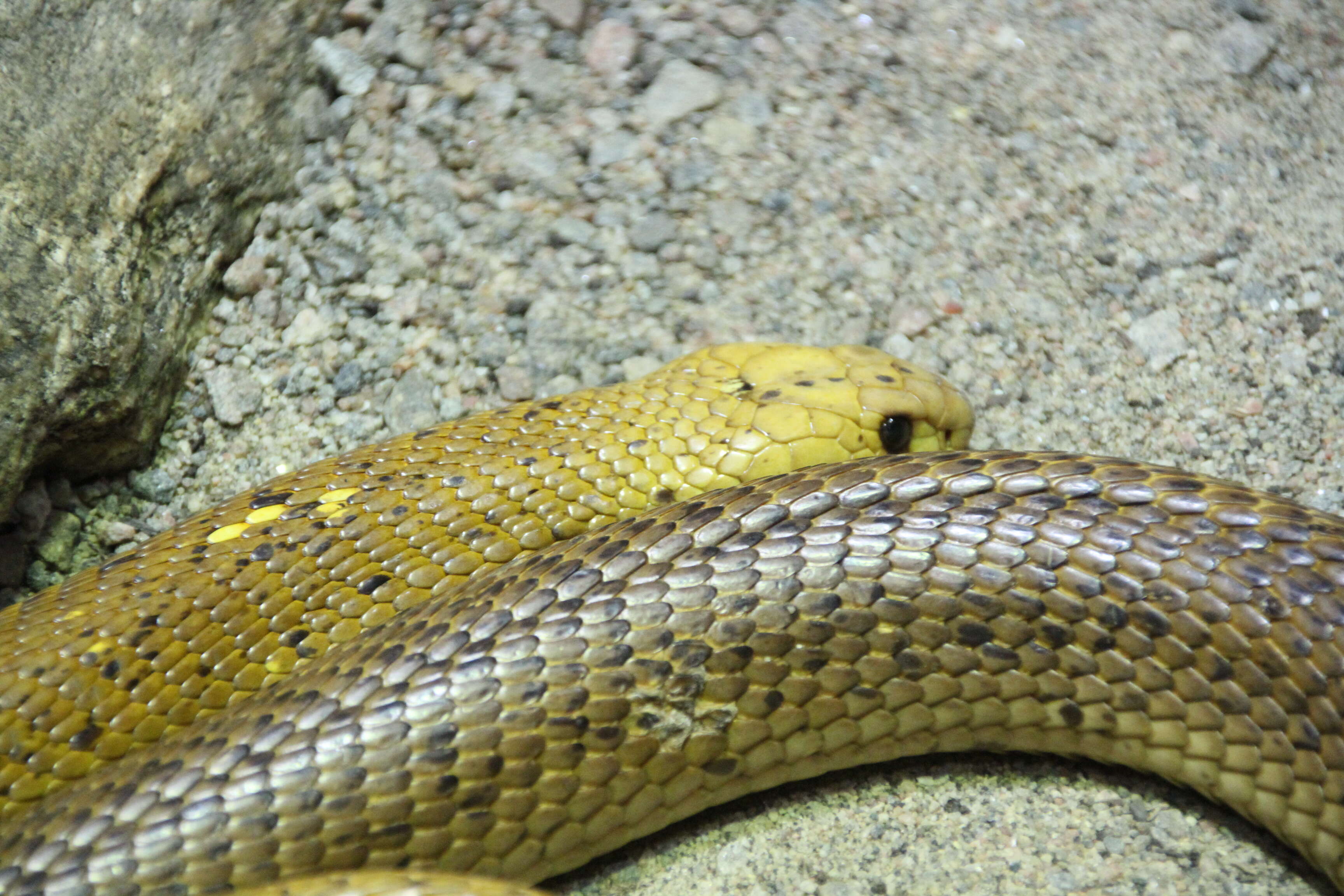 Image of Cape cobra