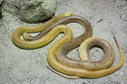 Image of Cape cobra