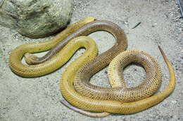 Image of Cape cobra