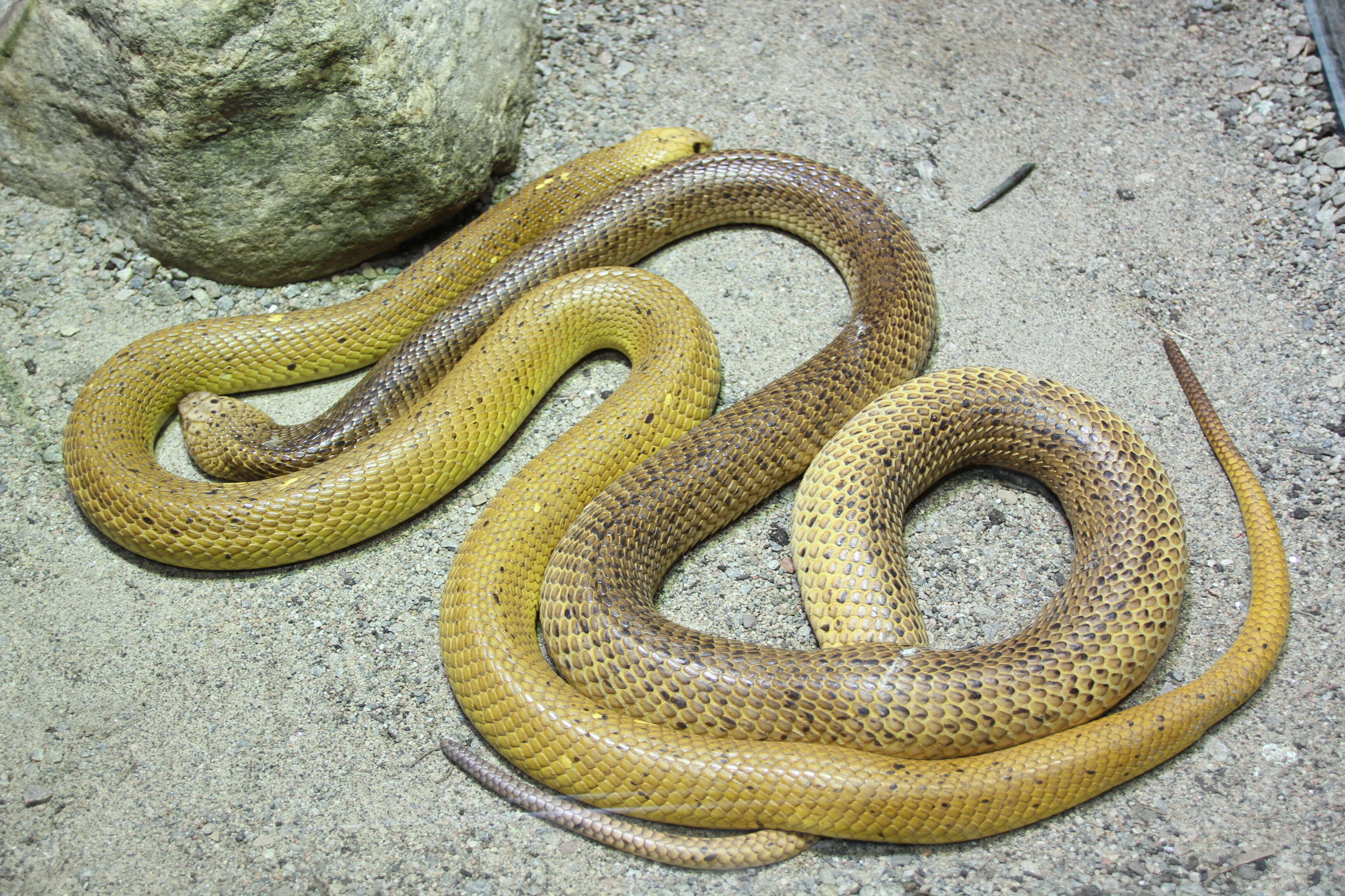 Image of Cape cobra