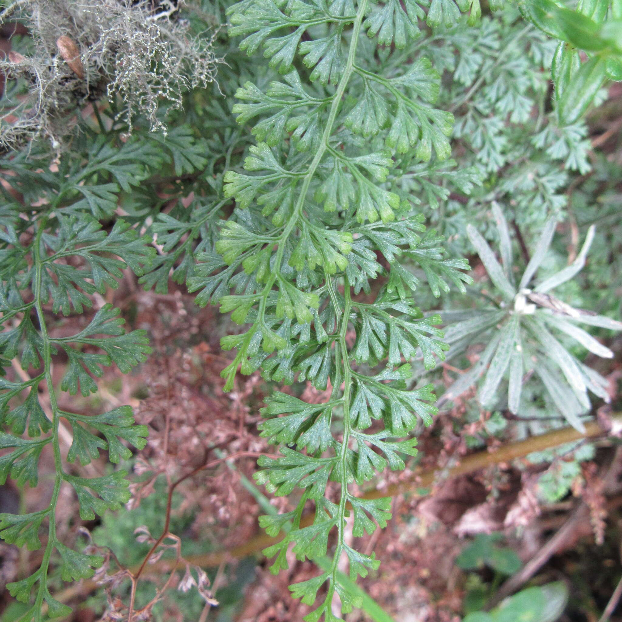 Image of Jamesonia flexuosa (Humb. & Bonpl.) Christenh.