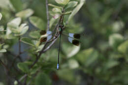 Image of Mountain Malachite