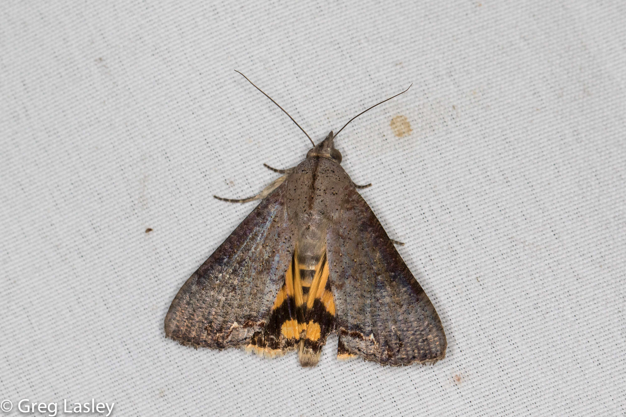 Image of Hypocala Moth